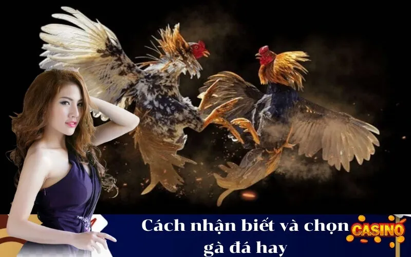 Cách nhận biết và chọn gà đá hay
