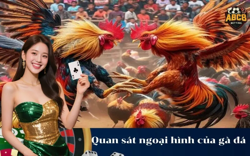 Quan sát ngoại hình của gà đá